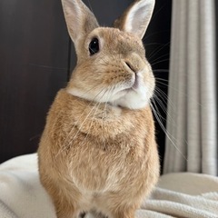 【募集一時停止中】うさぎ　2歳の女の子