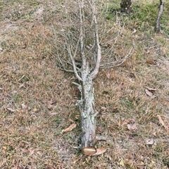 高野槙枯れ木　薪に？の画像