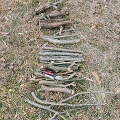 高野槙枯れ木　薪に？の画像