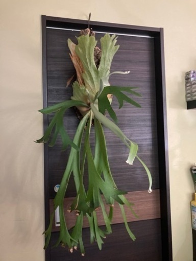 ビカクシダ　ウィリンキー　ワイルド株　フィンガーダンサー