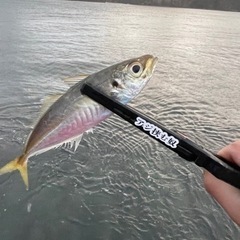 アジングメンバー募集中