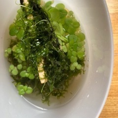 水草お分します