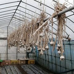 フォーチュン村のフォーチュン農園で無農薬栽培したニンニク（3個入り）