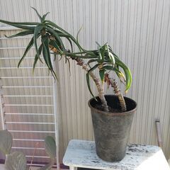 耐寒アロエ ストリアツラ ヴィンテージ風ブリキ缶 鉢植え
