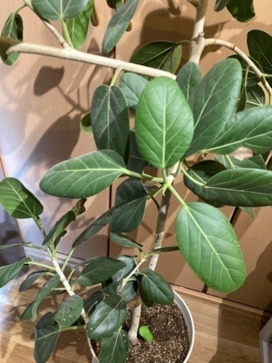 【観葉植物】フィカス　ベンガレンシス