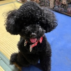 県外に引っ越す事になり、飼えなくなりました。