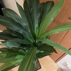 【取引中】フェイクグリーン　オーサムストアの画像