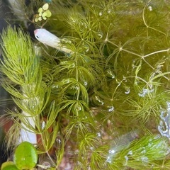 マツモ　成長点(先端) 30センチ1本　20センチ3本の画像