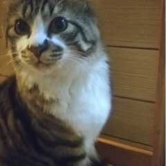 正式譲渡☆美猫　毛足長めのモフモフ尻尾　男の子☆