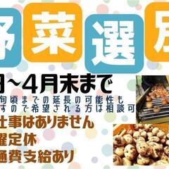 【力仕事ありません！】野菜選別〈北見〉