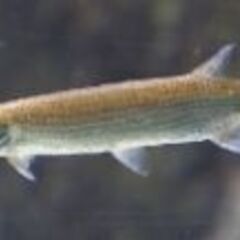 ブラントノーズガー　１２cm　熱帯魚