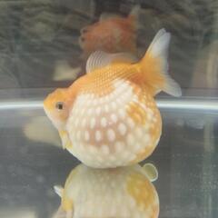 金魚やメダカ、熱帯魚のお話しませんか(^-^)♪