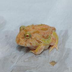 金魚やメダカ、熱帯魚のお話しませんか(^-^)♪ - チャット