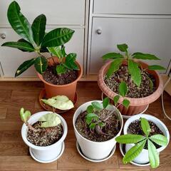 かわいい観葉植物　５種