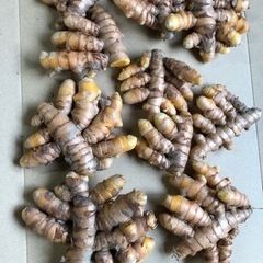 沖縄県産秋ウコン