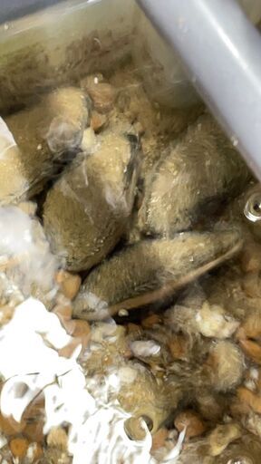 二枚貝 10個 5cm～10ｃｍ程度　タナゴの産卵や水質浄化等に役立ちます