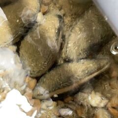 二枚貝 10個 5cm～10ｃｍ程度　タナゴの産卵や水質浄化等に...