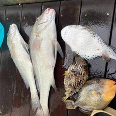 一緒に釣りに行ける方募集してます - 周南市