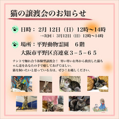 子猫の譲渡会