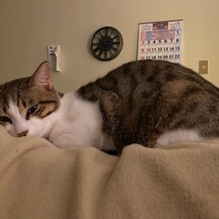 オス猫 里親を探しています😭