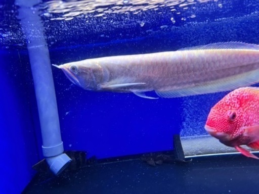 証明書ありアルビノシルバーアロワナ   大型魚　大型水槽　熱帯魚