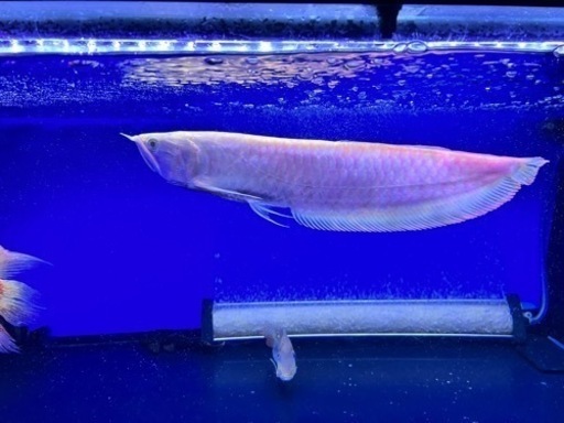 証明書ありアルビノシルバーアロワナ   大型魚　大型水槽　熱帯魚