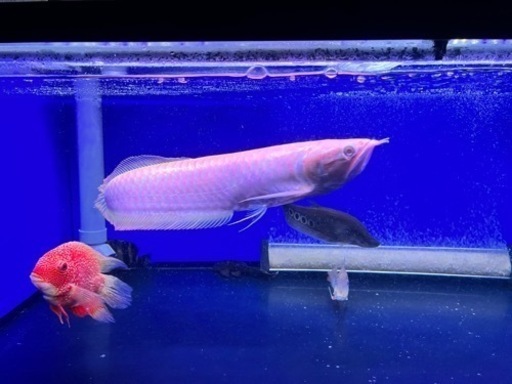 証明書ありアルビノシルバーアロワナ   大型魚　大型水槽　熱帯魚
