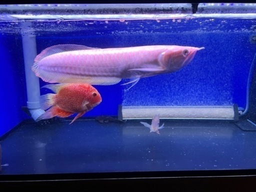 証明書ありアルビノシルバーアロワナ   大型魚　大型水槽　熱帯魚
