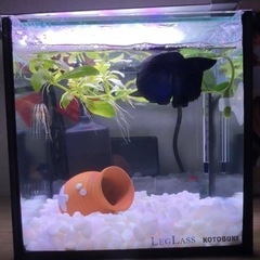 ベタ　熱帯魚　飼育セット　水槽　照明の画像