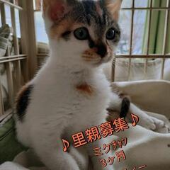 里親様決定 ｱﾘｶﾞﾄｳｺﾞｻﾞｲﾏｼﾀ!!💕ミケﾁｬﾝ💕3ヶ月...