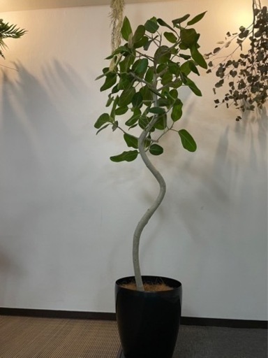 フィカスベンガレンシス　観葉植物