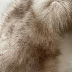 フォックス　キツネ　ストール　襟巻　本毛皮の画像