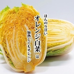 オレンジ白菜!数量限定!(なくなり次第終了！)