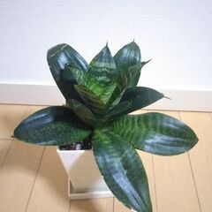 サンスベリア③