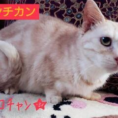 里親様決定 ｱﾘｶﾞﾄｳｺﾞｻﾞｲﾏｼﾀ!!🐾短足マンチカン🐾ラ...