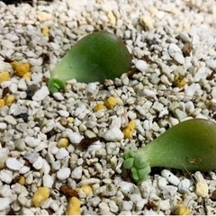 多肉植物　葉挿し　芽