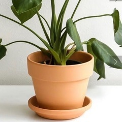植木鉢　5号サイズの画像