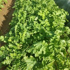 自然農法で家庭菜園する仲間