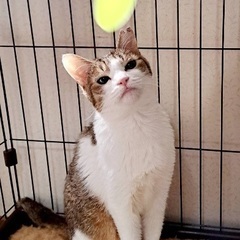 キジ白