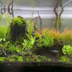 30cmキューブ水槽　レイアウト