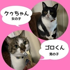 仲良し２匹一緒に可愛がってくれる方🐈ハチワレ・キジ白