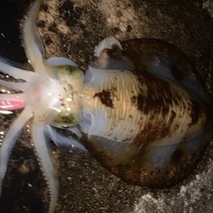 釣り仲間募集！ - 広島市