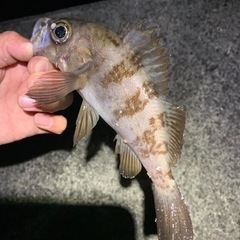 釣り仲間募集！ - 友達