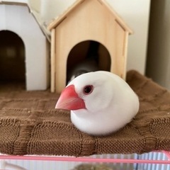 迷子文鳥を探しております。