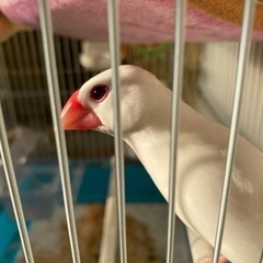 迷子文鳥を探しております。 - 手伝って/助けて