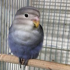 可愛い鳥さん達います🤗