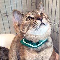 譲渡会用😸猫の紹介POP作りボランティアさん募集‼️