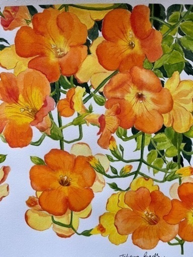 ノウゼンのオリジナル水彩画