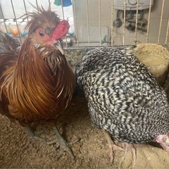 翡翠鶏オスと岡崎おうはんメスのとても仲の良いペア販売中‼️