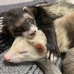 フェレット2匹